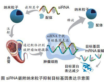 小干扰RNA嵌附纳米粒子可抑制黑色素瘤细胞目标基因