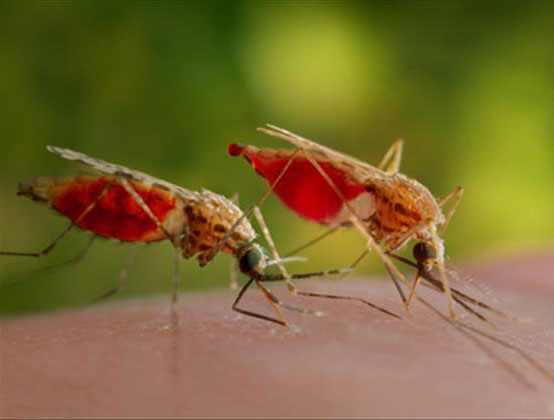 疟疾的传播媒介蚊子正在快速变异