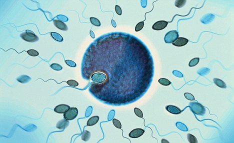 日本：实验室培育出精子