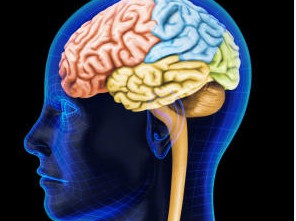 IVIG可减轻阿尔茨海默病患者的脑萎缩并改善临床转归