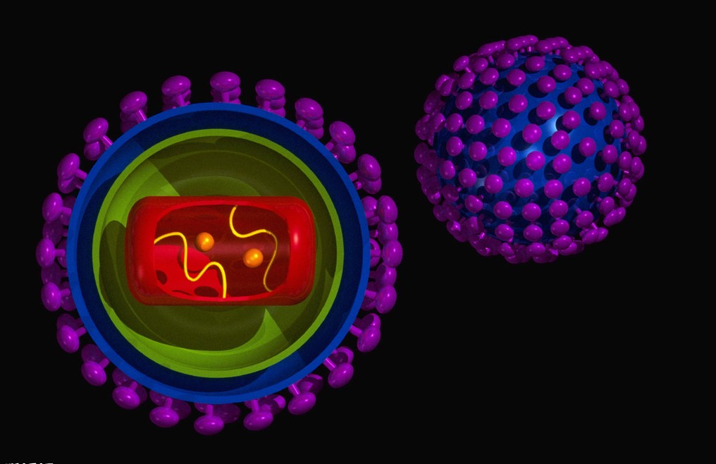 乙型肝炎免疫球蛋白预防肾移植后新发乙型肝炎安全有效