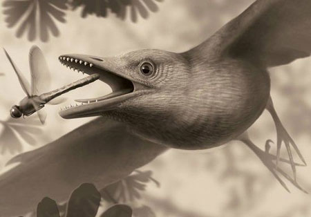 古老鸟化石长有锋利牙齿