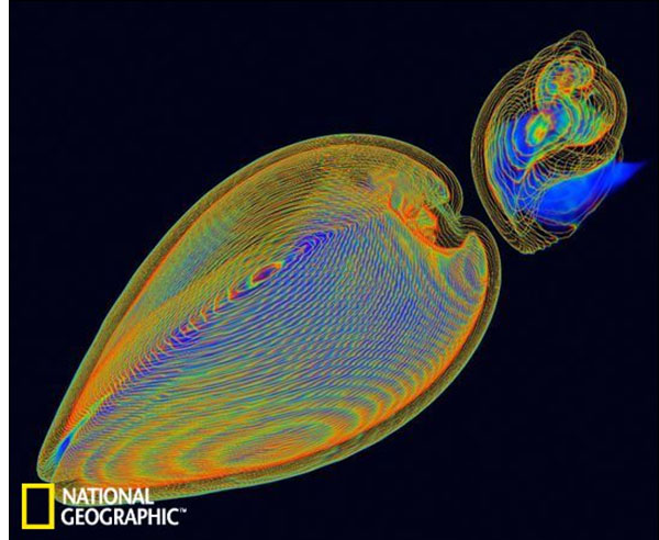 2012最佳科学图片：壳的保护