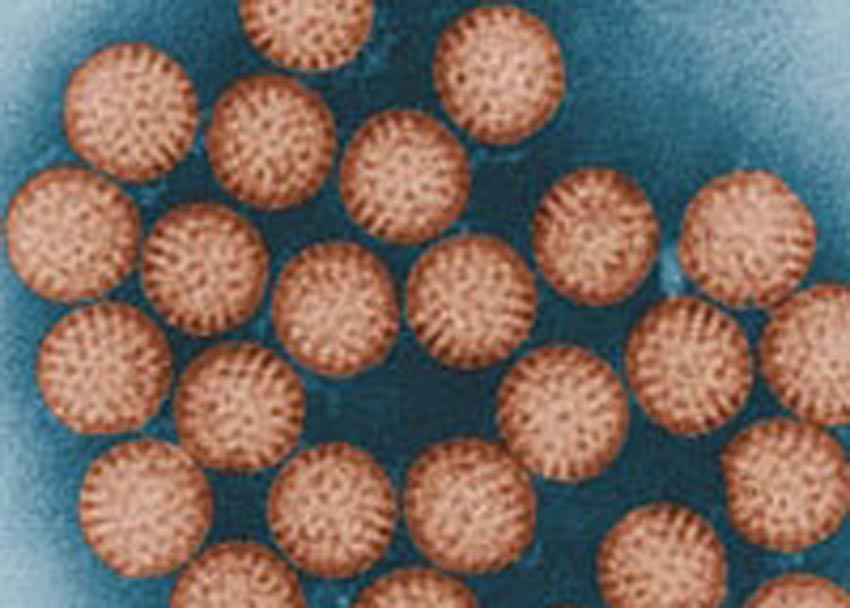 单价轮状病毒疫苗的有效性（BMJ. 2013 Jun 19;346:f3726.）