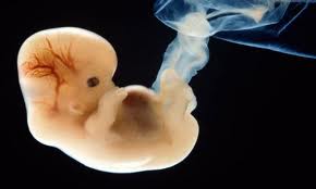 胚胎发育与肿瘤的关联