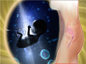 怀孕期间四种抗癌药物的PK变化及相关剂量调整