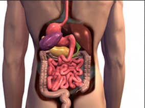 特利加压素和白蛋白治疗1型肝肾综合征可导致尿蛋白短暂升高
