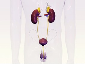 固体器官移植后碳青霉烯类抗生素耐药的肺炎克雷伯菌尿路感染