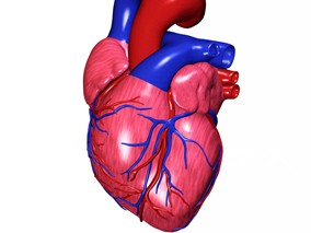 健康人群、心衰患者和心脏移植受者对遗传药理学的观点