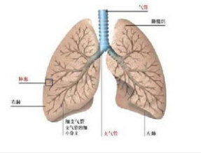 肺部结节诊治中国专家共识