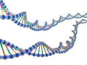 基因多态性对使用培美曲塞治疗的肺腺癌的疗效有影响