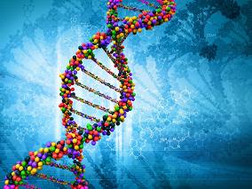 肾移植中哪种遗传因素能够优化他克莫司剂量？