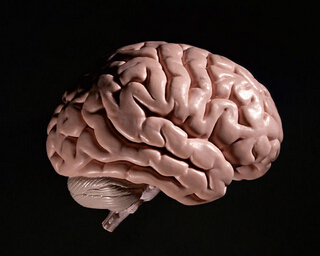 大脑铁蛋白水平可预测阿尔茨海默氏症发展