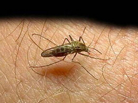 疟疾：推荐剂量的蒿甲醚–本芴醇是否足够有效？