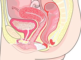 妊娠期P-糖蛋白介导的药物相互作用及胎儿的致畸风险分析