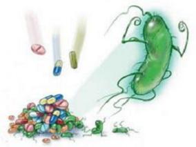减少抗菌药使用政策能否减少大肠杆菌耐药性？