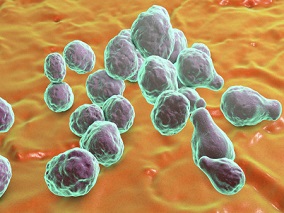 多学科讨论：他汀或是对抗隐球菌感染的新武器