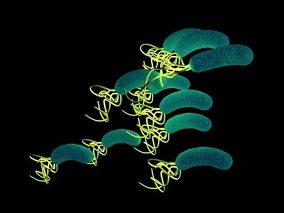 难治性幽门螺杆菌感染：基于左氧氟沙星的三联治疗可委以重任