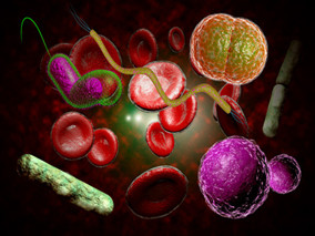 产ESBL肠杆菌血流感染：头孢哌酮/舒巴坦PK碳青霉烯类