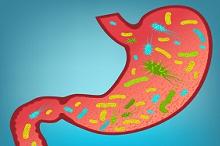 肠道菌群：IBD患者中真菌可能的决定性作用