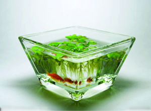 关于进一步规范生物制品质量控制要求的通告