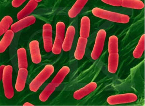 抗生素持续和延时输注的全国调查（Am J Health Syst Pharm. 2012 Nov 1;69(21):1895-904.）