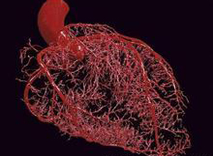 氯吡格雷与质子泵抑制剂药物相互作用或可增加不良心血管事件的风险