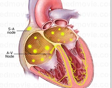 华法林用于非瓣膜性房颤患者卒中预防的疗效好（Arch Intern Med. 2012;172(8):623-631）