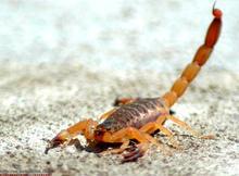 蝎子刺伤后引起的肺水肿：机制、临床表现、诊断和治疗（International Journal of Cardiology Volume 162, Issue 2 , Pages 86-91, 10 January 2013）