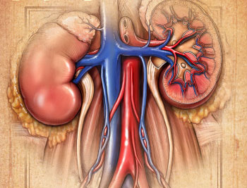 中度肾功能不全患者也应调整依诺肝素用量(Arch Intern Med. 2012 Nov 5:1-6.)