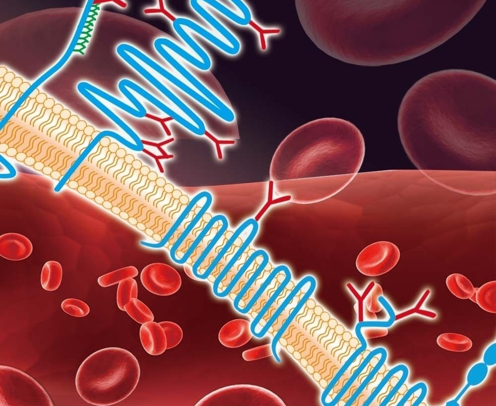 未血运重建的急性冠状动脉综合征老年患者长期双重抗血小板治疗的安全性比较：减量普拉格雷vs标准剂量氯吡格雷（Circulation. 2013 Aug 20;128(8):823-833）