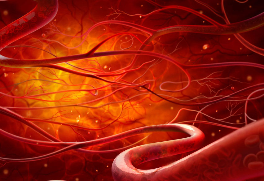 饱和脂肪酸不会损害血管内皮功能和动脉僵硬度