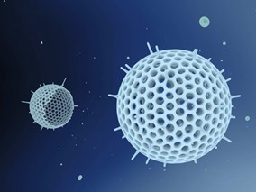 金黄色葡萄球菌菌血症的临床管理