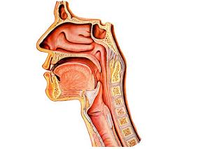 PPI治疗能够部分恢复PPI-REE患者而非EoE患者食管黏膜的完整性
