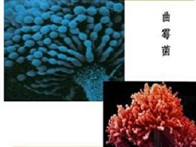 侵袭性曲霉病治疗：伏立康唑vs两性霉素B