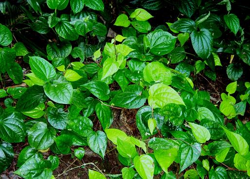 静脉输注穿心莲内酯后患者可能立即出现急性肾损伤