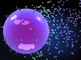 脓毒症：在β-内酰胺类基础上添加氨基糖苷类抗生素有害无益