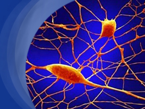 癫痫的成人患者药物治疗要点