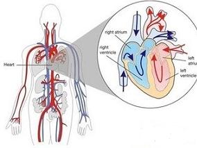 川崎病：标准治疗联合英夫利昔是否对免疫球蛋白治疗抵抗有益？
