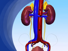 无持续免疫抑制HLA不相合受者接受肾脏和骨髓移植的长期结果