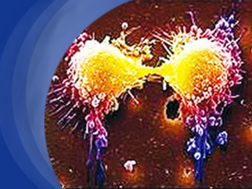 头孢唑啉和萘夫西林治疗门诊甲氧西林敏感MSSA患者的耐受性