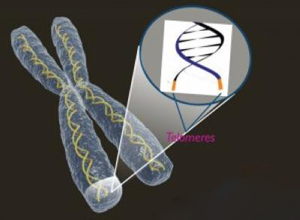 地中海饮食是否与更长的白细胞端粒长度相关？