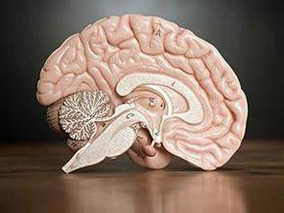 利鲁唑可用于治疗小脑共济失调