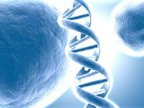 日本ALL儿童中NUDT15变异体造成对6-MP毒性的易感性
