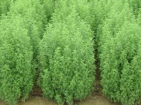 阿维菌素和青蒿素的发现给寄生虫病的疗法带来了巨大变化