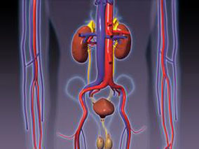 CKD合并无症状高尿酸血症：非布司他可延缓eGFR降低