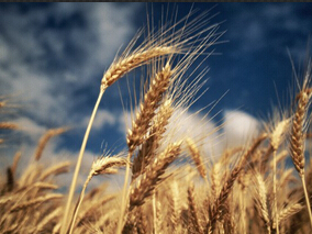 无麸质饮食增加乳糜泻患者代谢综合征风险