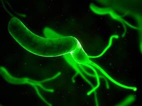 幽门螺杆菌对CLA、MTZ和LFX耐药率高