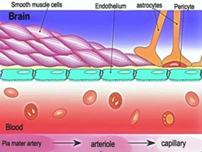 DCE-MRI成像可定量监测聚焦超声开放血脑屏障的全过程