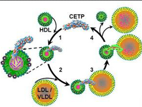 高密度脂蛋白胆固醇药物是否有临床获益?